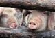 ANSVSA: 956 focare de pestă porcină africană, în 291 de localităţi
