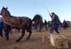 IPJ Dâmbovița intervine în cazul ritualului denumit "Botezul Cailor", de la Mogoșești. Dosare penale pentru proprietarii de animale