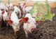Situație actuală a evoluției pestei porcine africane. Vezi harta răspândirii virusului