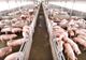 Pesta porcină africană continuă să producă pagube importante. ANSVSA face un apel către crescătorii de porci