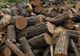 Tânăr cercetat sub control judiciar după ce a sustras arbori dintr-o pădure din Dâmbovița