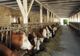 46 de milioane de euro pentru sprijinirea activității crescătorilor de bovine 