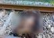 O ursoaică și un pui au fost uciși de tren în județul Dâmbovița