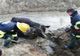 Dâmboviţa: Intervenție dificilă a pompierilor pentru salvarea a două văcuțe căzute într-un canal de scurgere al unei balastiere